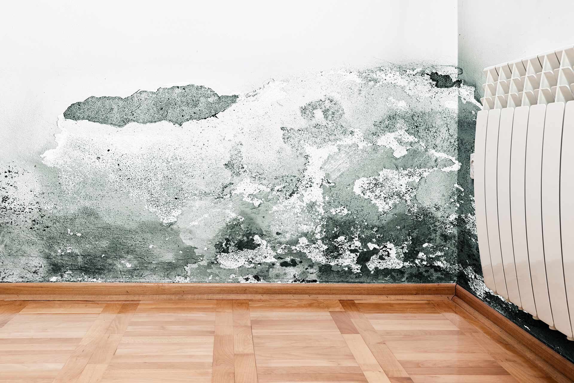 Rising Damp Experts in The North East | TrustGuard