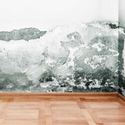 Local Damp Proofing Experts