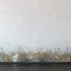 Local Damp Proof Experts in The North East