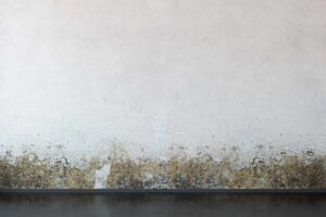 Local Damp Proof Experts in The North East