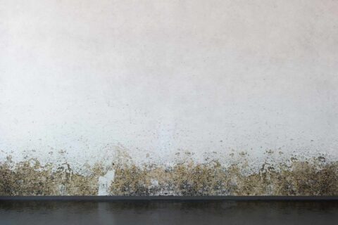 Damp Proofing Services