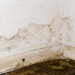 Rising Damp in The North East