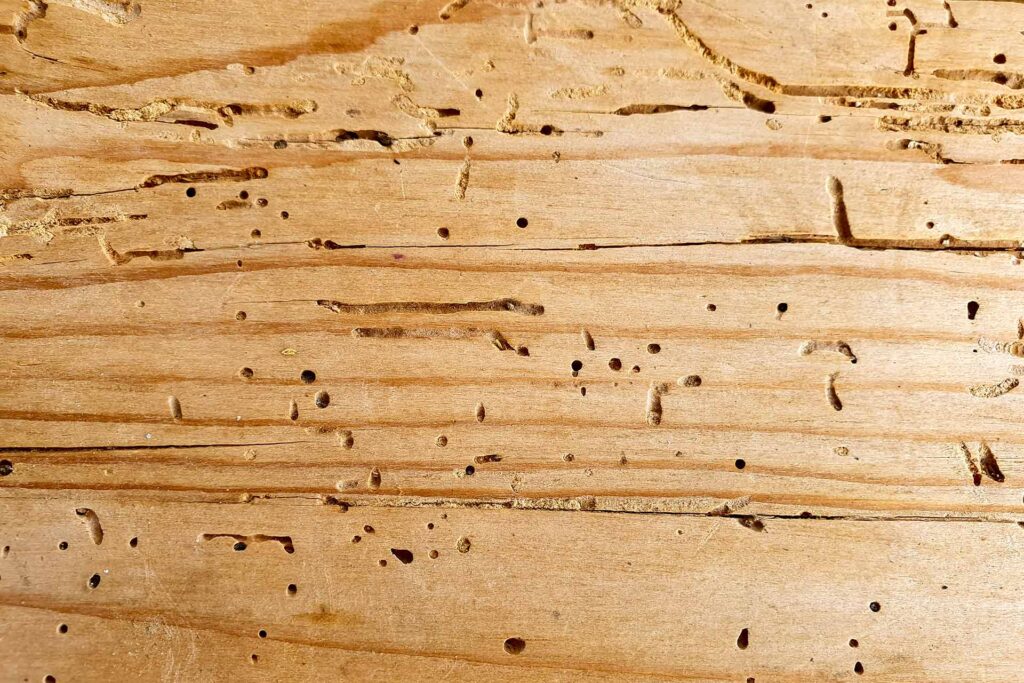 Woodworm Removal in %91city%91