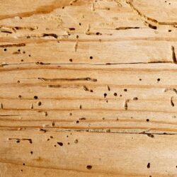 Woodworm Removal in %91city%91