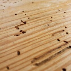 Woodworm Treatment in The North East