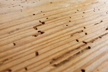 Woodworm Treatment in The North East