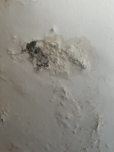 plaster crumbling due to rising damp