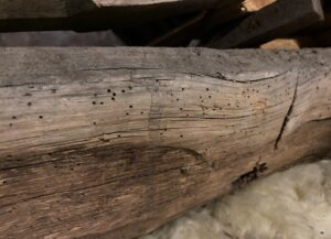 woodworm holes