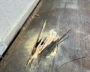 Woodworm in floorboards