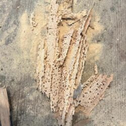 Woodworm holes and frass