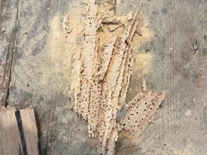 Woodworm holes and frass