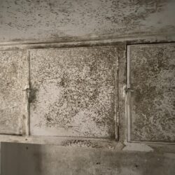 mould build up in landlord property Newcastle