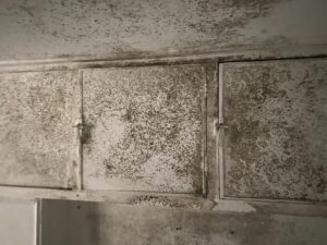 mould and black spores