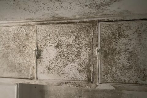 mould build up in landlord property Newcastle