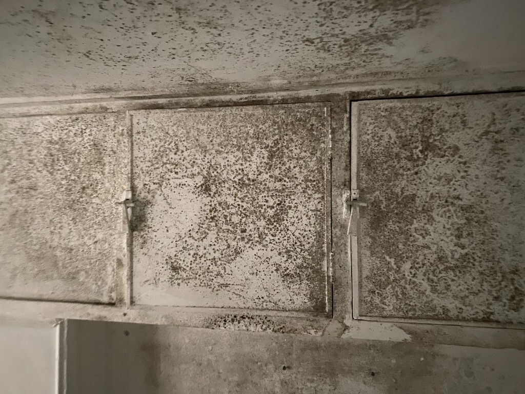 mould build up in landlord property Newcastle