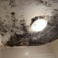 damp and mould