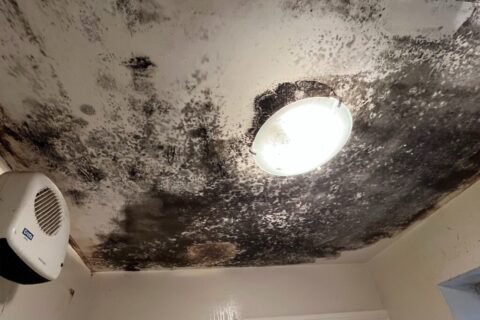 damp and mould