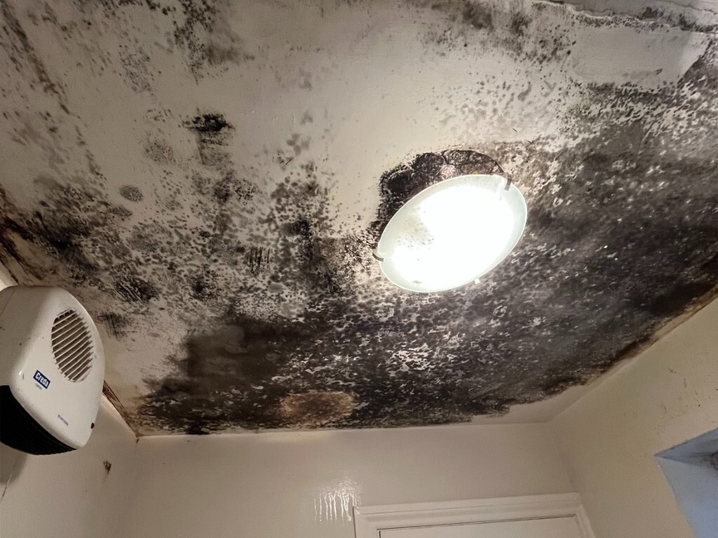 damp and mould