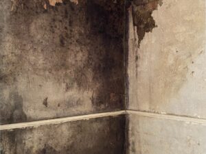Black mould 