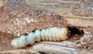 Common furniture beetle creating a tunnel within the timber