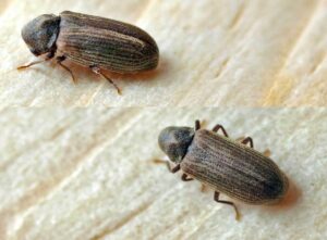 Common furniture beetle 