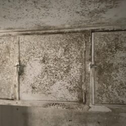 Damp in rental properties North East