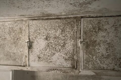 Damp in rental properties North East
